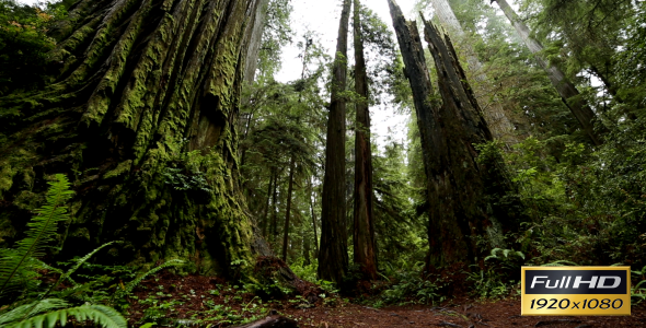 Redwood Forest (7-Pack)
