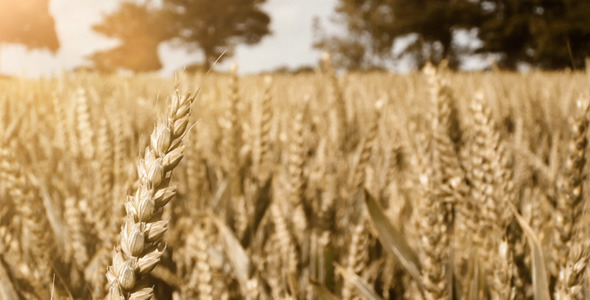 Wheat Crop Field Blowing in the Wind