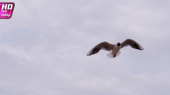 Seagull Over The Coastline