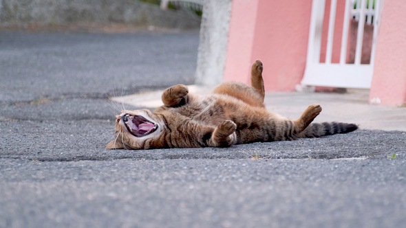 Cat Yawning and Lying on the Street