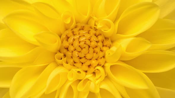 Time Lapse of Blooming Yellow Dahlia