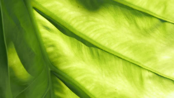 Alocasia odora leaf under sunlight slow tilt 4K 2160p 30fps UltraHD footage - Close-up of giant upri