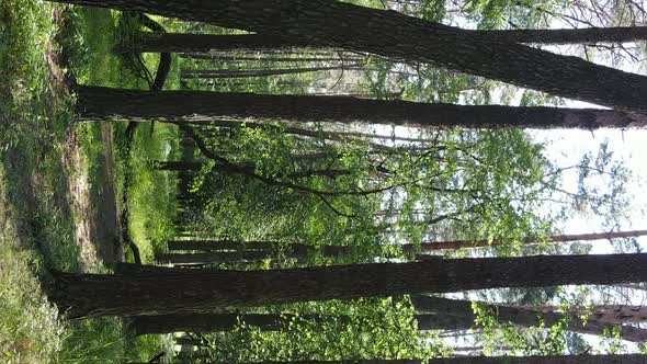 Vertical Video of Forest Landscape in Summer Slow Motion