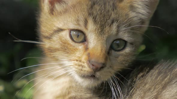 Fluffy kitten in the garden playing with plants and alone 4K 3840X2160 30fps  UltraHD video - Little