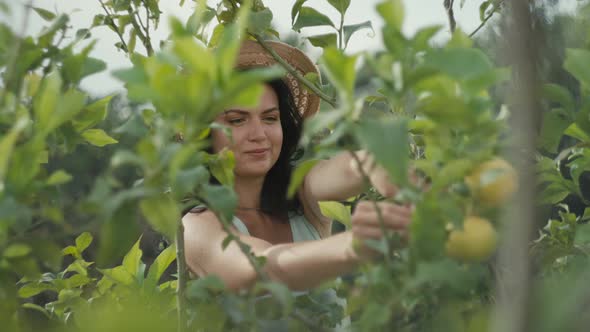 Caucasian Woman Plucks Lemons From a Tree in the Garden