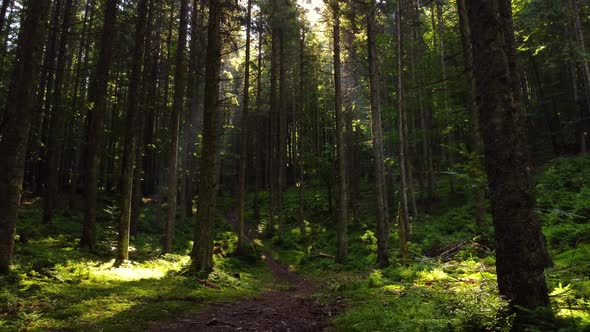 Magical Forest in the Morning Time