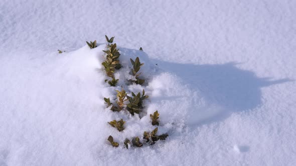 Green Bush in Winter