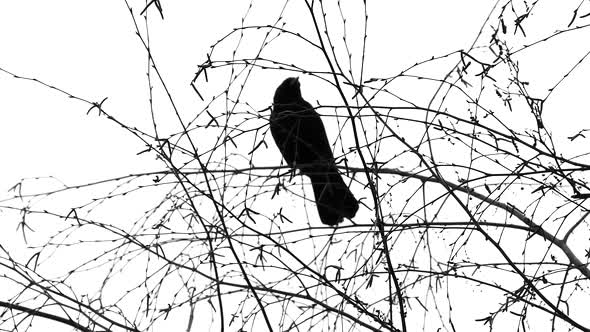 One Black Bird On Tree