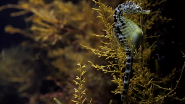 Seahorse Abdominalis Give Birth Released