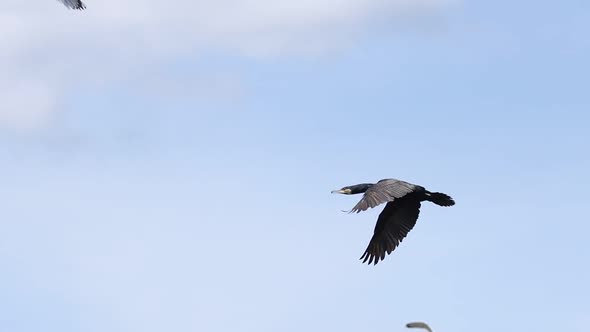 Black Bird Flying Slow Motion Cormorant