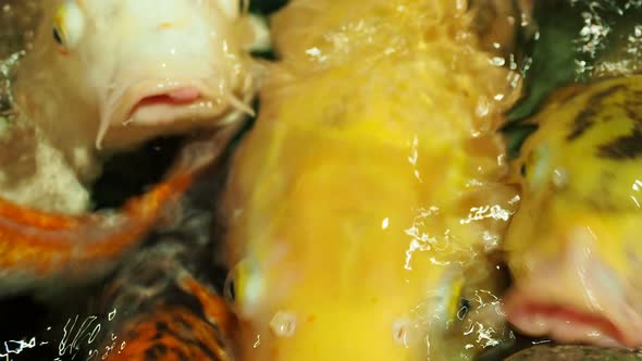 Aquarium Full of Hungry Carp Koi Fishes. Cyprinus Carpio with Open Wide Mouths. Sochi, Russia.