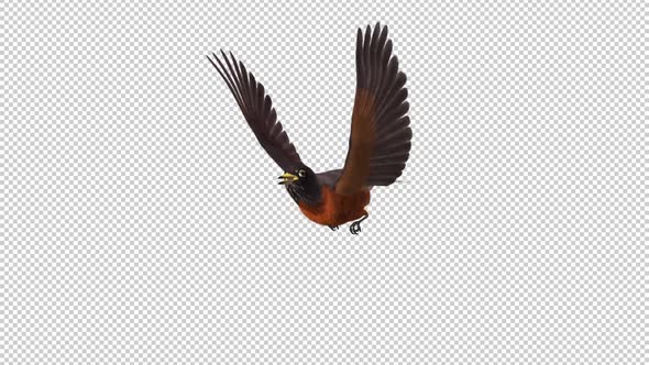 American Robin - Flying Loop - Side Angle CU - Transparent Loop