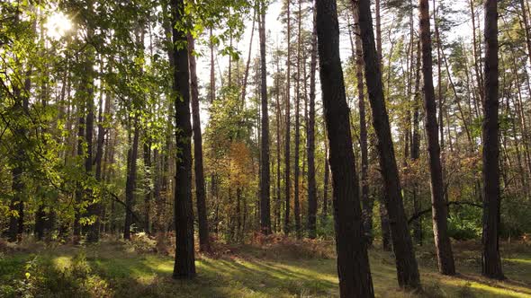 Trees in the Forest on an Autumn Day