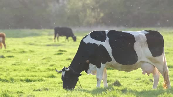 Milk Cow Grazing on Green Farm Pasture on Summer Day