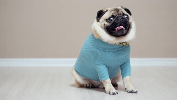 Stylish and Fashionable Pug Dog in a Blue Sweater and with a Gold Chain