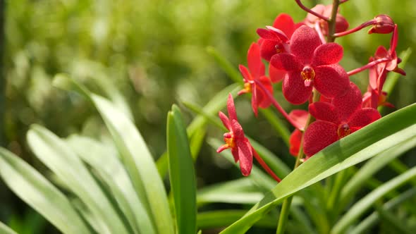 Blurred Macro Close Up, Colorful Tropical Orchid Flower in Spring Garden, Tender Petals Among Sunny