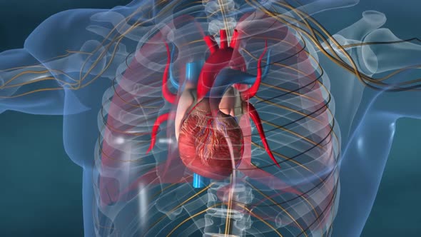 Human heart, realistic anatomy 3d model of human heart on the monitor