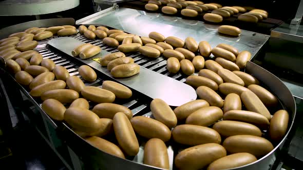 Loaves of Bread and Loaves of Bread on the Production Line in the Bakery