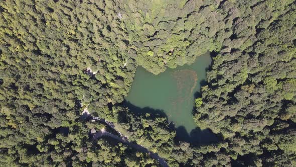 Aerial Drone Natural Lake Forest