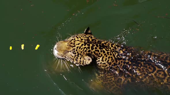 slow-motion of jaguar tiger playing and swimming in pond