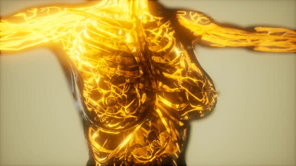 Inspection of Blood in the Blood Vessels of the Circulatory System alt