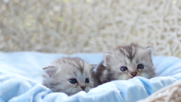 Close Up Of Scottish Kittens Sitting On Bed