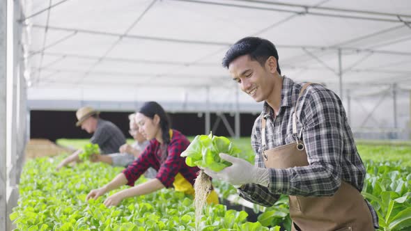 Hydroponics farm organic fresh harvested vegetables concept