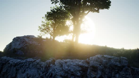 Trees on Rocks in Mountains at Sunset