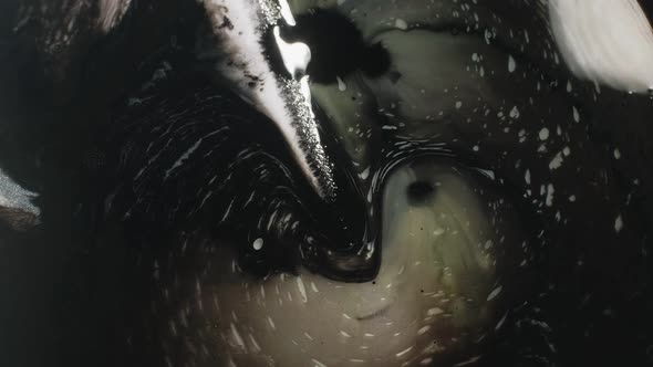 Fluid Art Black White Liquid Paint Mix alt