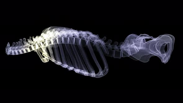 Futuristic Holographic X-ray Scanning Human Body Part - Skelleton 02