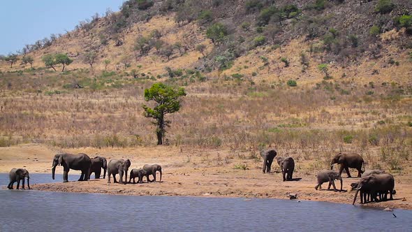 African bush elephant in Kruger National park, South Africa