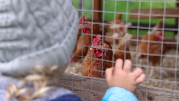 Young Boy Watching Chickens in Hen House