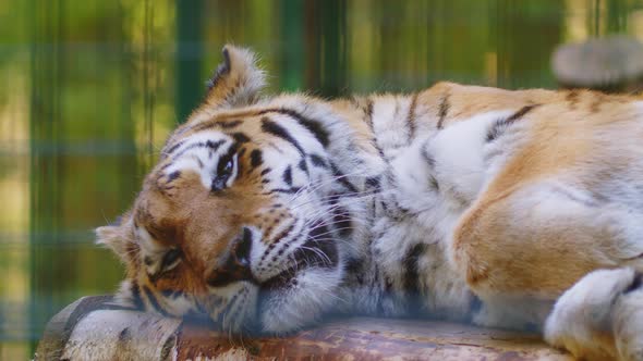 Siberian Tiger Portrait Wild Cat