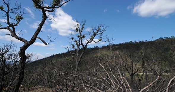 Burned forest, Massif des Maures, Provence, France