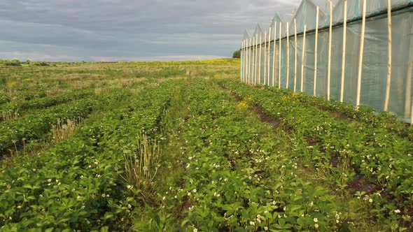 Flowering strawberry bushes on a farm field, drone view