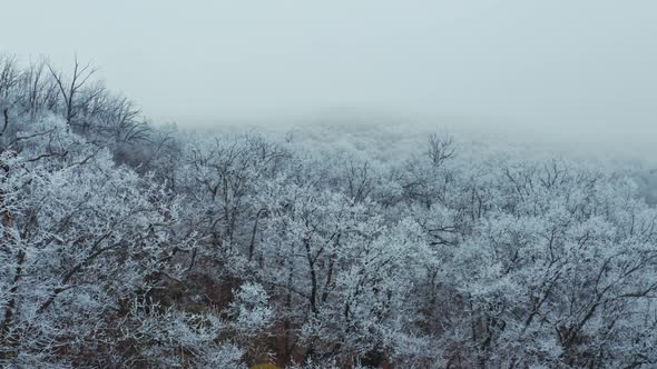 Flying Over Snowy Trees