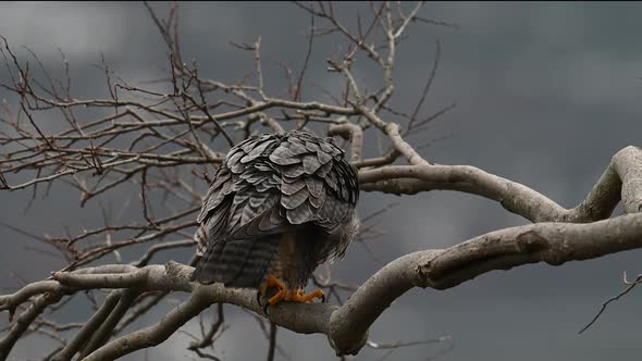 Peregrine Falcon Video Clip