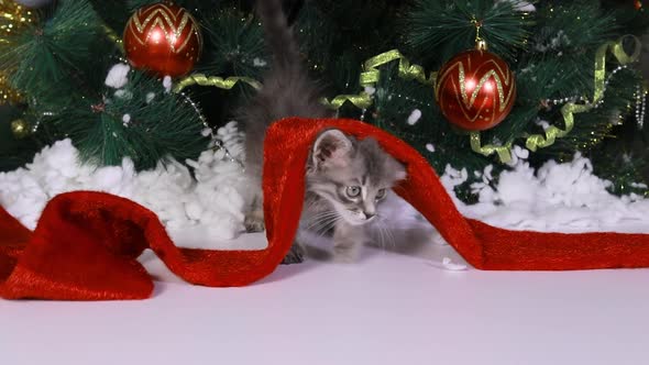 A Small Gray Kitten Walks Under the Christmas Tree in the Snow