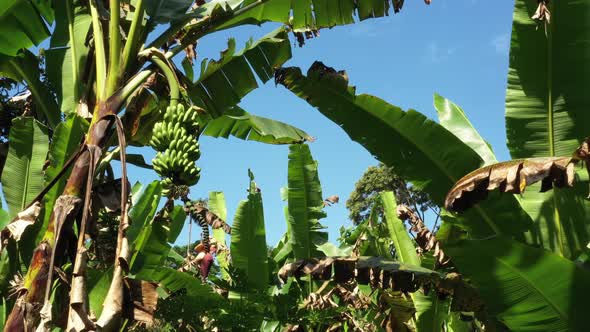 Flying within a banana plantation showing the unripe bananas growing on a banana tree