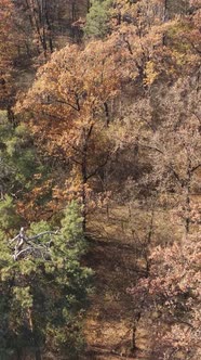 Vertical Video Forest in Autumn Aerial View Slow Motion