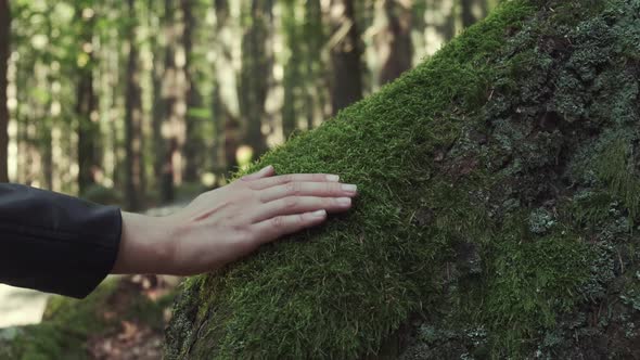 Cinematic Shot of Young Woman Touching Green Moss in the Forest