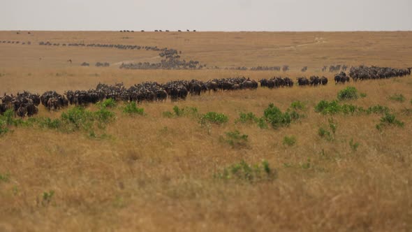 Wildebeests during migration