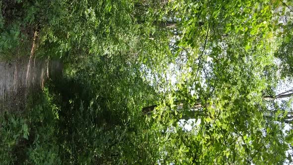 Vertical Video of a Beautiful Forest in Summer