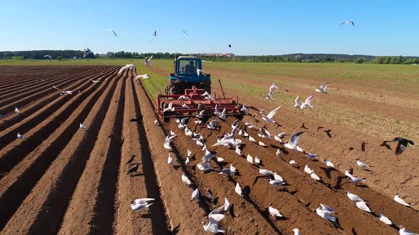 Agricultural Work on a Tractor Farmer Sows Grain