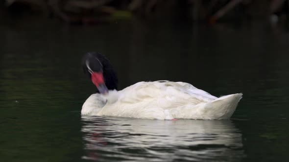 A delicate black-necked swan grooming its white feathers with its beak while floating peacefully on