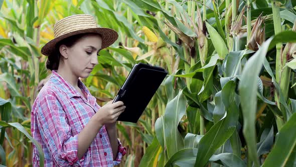 Female technologist agronomist on a tablet computer analyzes the yield of corn.