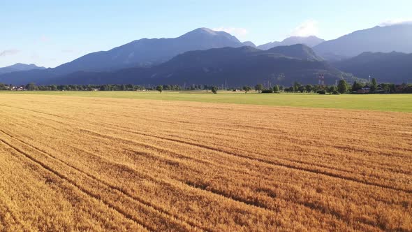 Wheat field in the summer