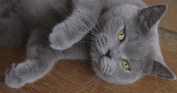 British Cat Laying On The Floor And Looking At Camera.