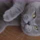 British Cat Laying On The Floor And Looking At Camera. - VideoHive Item for Sale