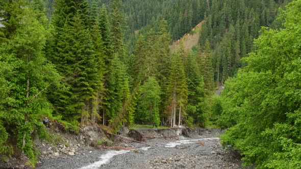 Fir Tree Forests In Caucasus